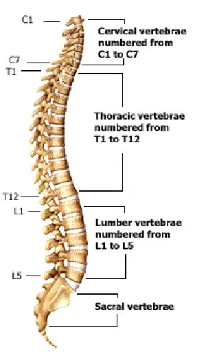 Schluter Chiropractic Understanding The Anatomy Of The Spine - Schluter 